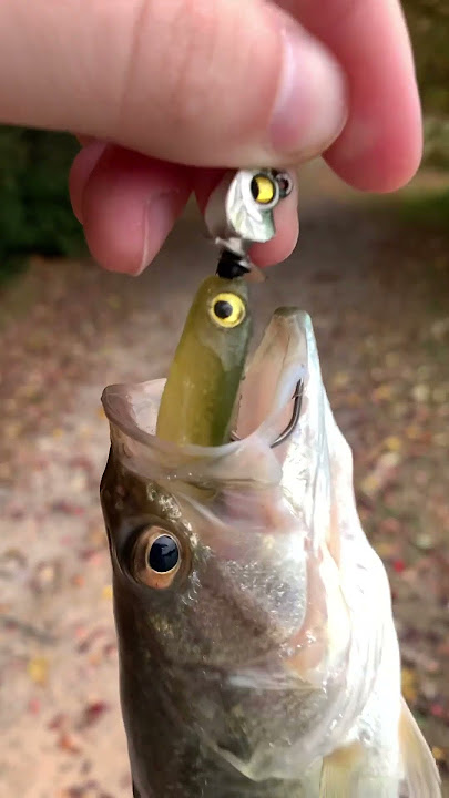 Mega bass okashira jig head is always the juice !!!!!!! #bassfishing