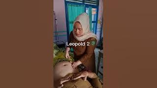 video utek meidar ramadani hasibuan dhdt medan leopold 1-4