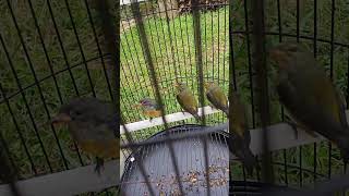 Burung Kemade Bunga Api birds burung kemadebungaapi
