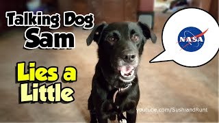 Talking Dog Incredible Sam Lies a Little ! - Animal Voice-Over (CC) screenshot 5