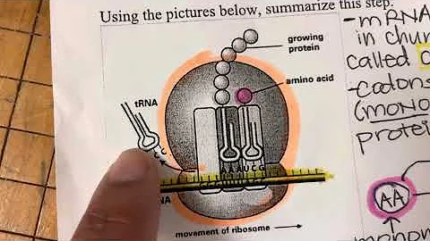 Protein Synthesis notes @coradacostapere...