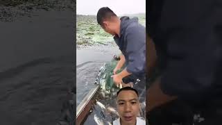 Storm Coming! Farmers Rush to Harvest Fish Before the Flood 🌧️🐟