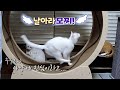 [106.] 오늘 처음 본 캣휠에 올라 탄 고양이