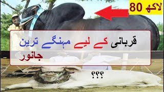 Qurbani ke Mehangay Tareen Janwar | Eid Ul Adha 2018 | Kya Ap jante Hein ?
