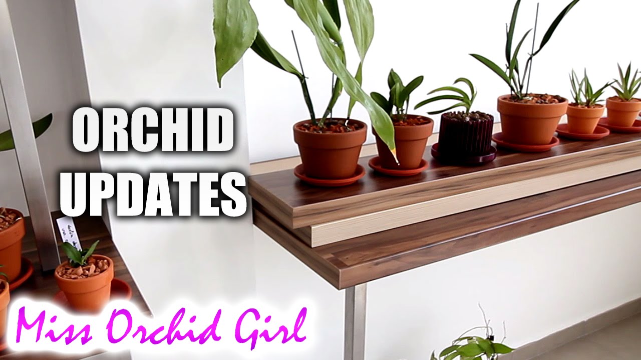 Orchids and greenhouse update 