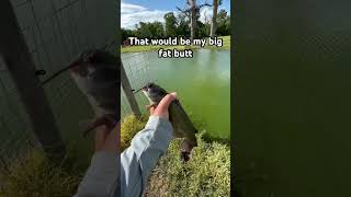 Download Lagu What in the world would ever hit this stinky little fish?! #godfirst #fishing #catfish MP3