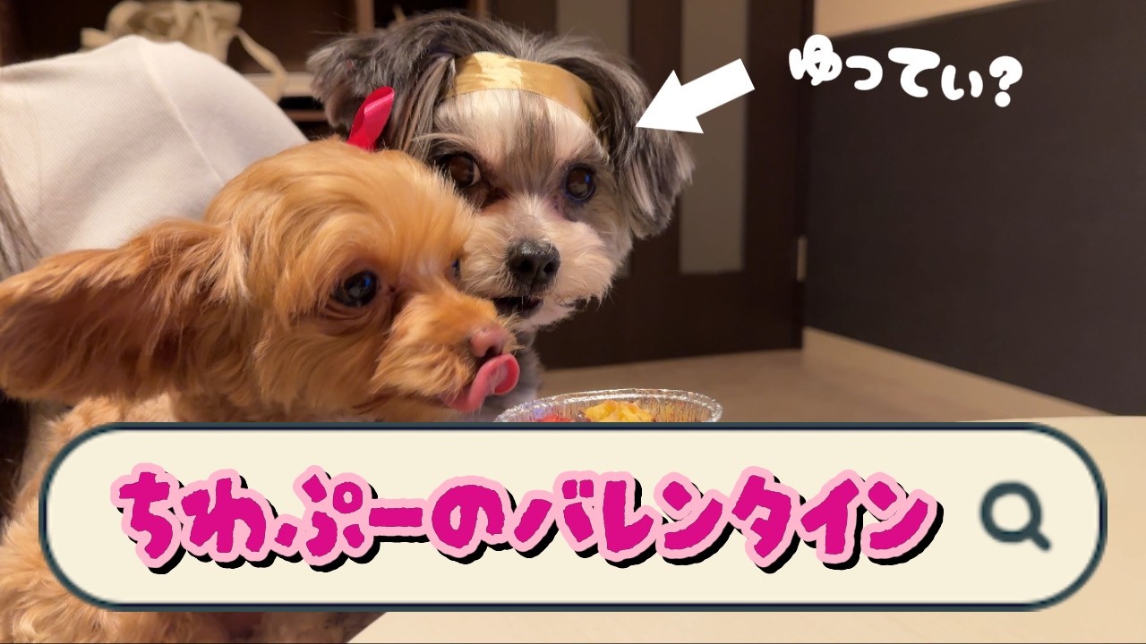【チワワ×トイプードル】バレンタイン争奪戦、アフレコが楽しすぎた｜Valentine's Vlog