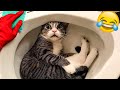 Funniest animals 2024  new funny cats and dogss  part 1