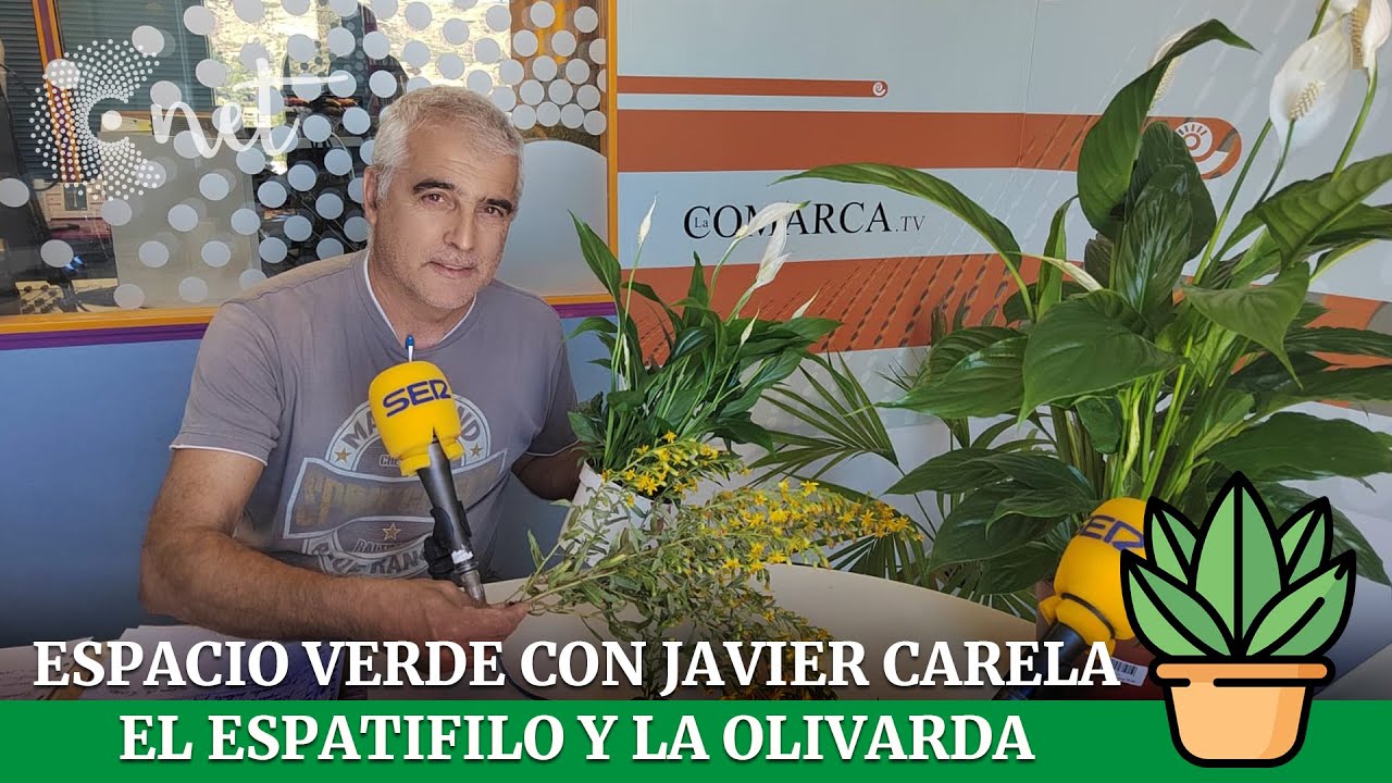 El Espatifilo y la Olivarda | ESPACIO VERDE con Javier Carela 04/10/2024