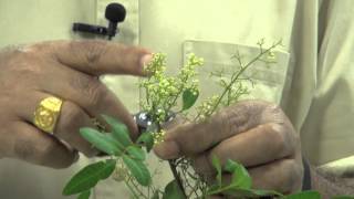 6. Plant Identification - Flower selection
