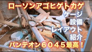 ローソンアゴヒゲトカゲ【パンテオン6045】最高！ケージ内に川を作る！という５歳男児の希望は…