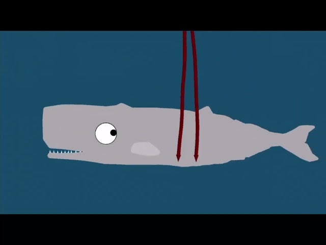 Colossal Squid VS Sperm Whale(Late 100 sub special) class=