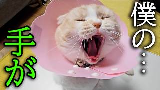 朝目覚めると猫の怪我した手が大変なことに...