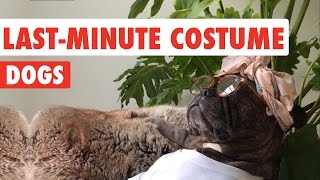 Last Minute Costume Dogs Video Compilation 2016