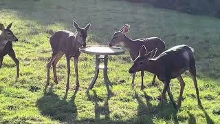 Deer Family 🦌 Picnic With The Entire Family by soarornor 135 views 1 month ago 6 minutes, 22 seconds