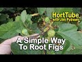 A Simple Way To Root Fig Trees Part 1 - Propagating Figs