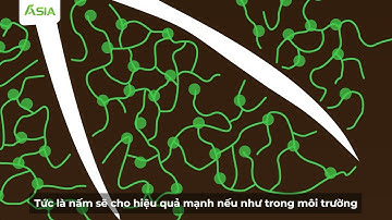 Con đường trở thành vi nấm quốc dân của Trichoderma - Tập 1 II Thế giới vi sinh