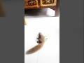 Tame Squirrel Playing on the Floor of the House #animals #squirrel #shorts