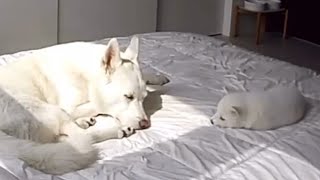 What do Jindo dogs and baby white dogs do when their owners are not home?