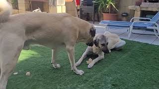 Kyle decides to show Mika he is KANGAL! Didn't think I would ever see this happen. #kangal