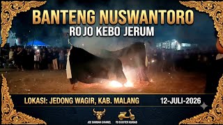 Spectacular Performance by Banteng Nuswantoro 'Rojo Kebo Jerum' in Malang, July 12, 2026