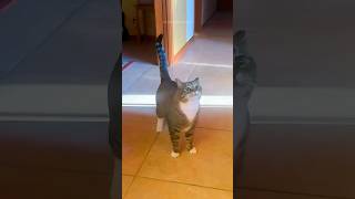 Funny Cats 😂 Episode 262 #Shorts