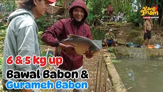 Download Lagu 268 : bawal didadaku‼️tarik bawalnya langsung peluk saja‼️mancing bawal \u0026 gurameh babon 6kg \u0026 5kg up MP3