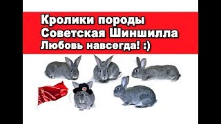 Кролики породы Советская Шиншилла. Любовь навсегда :)
