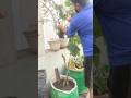 Bumper Harvesting Today 🌿 Lauki Baingan 🥰#terracegarden