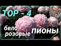 Нежно-розовые пионы / Сад Ворошиловой