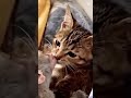 will our kitty accept a new pet monkey? #cute #monkey #animals #cat #funny