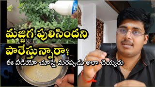 పుల్లటి మజ్జిగ మొక్కలకు మాంచి సంజీవని || Sour curd is a  fertilizer & pesticide for plants.