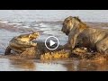 Lions vs. Crocodile Fight lion vs crocodile