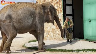 :   ,     ! . Elephants life in Taigan.