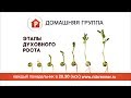 Домашняя группа - Этапы духовного роста - 31.07.2017