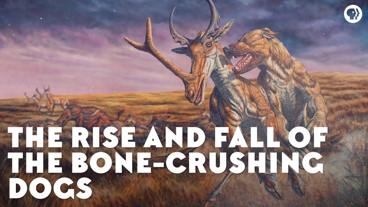 ⁣The Rise and Fall of the Bone-Crushing Dogs