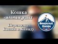 9. КОШКА-ИММИГРАНТ. Перевозка Животного в Канаду