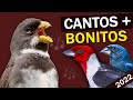 Os 13 cantos mais bonitos das aves do brasil sem narrao  sons lindos dos pssaros brasileiros