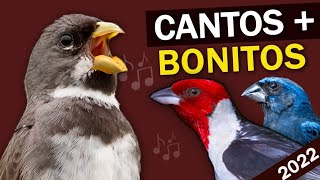 OS 13 CANTOS MAIS BONITOS das AVES DO BRASIL (sem narração) | SONS LINDOS dos Pássaros brasileiros