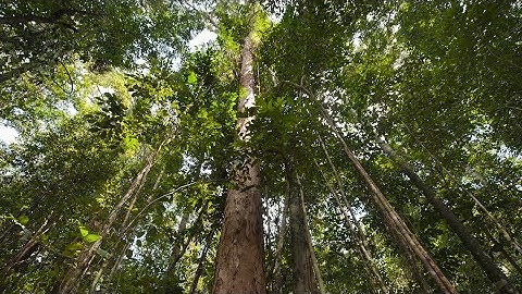 Evaluation and learning for international sustainable forest initiatives