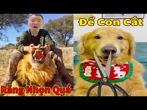 Thú Cưng TV | Tứ Mao Đại Náo #62 | Chó Golden Gâu Đần thông minh vui nhộn | Pets cute smart dog