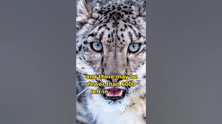 Watch the video about FASCINATING ANIMALS