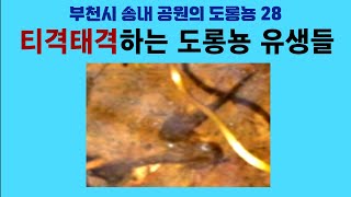 부천시 송내 공원의 도롱뇽 28. 티격태격하는 도롱뇽 유생들; Korean salamander 28. Squabbling salamander tadpoles by 이덕하의 진화심리학 38 views 13 days ago 12 minutes, 2 seconds