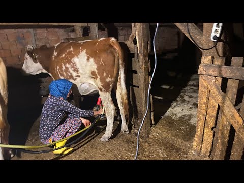 GÜNLÜK İŞLERİM İNEK SAĞIMI - SÜTLERİ NASIL DEĞERLENDİRİYORUZ