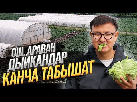 КАПУСТА өстүрүп ДЫЙКАНДАР 1-2 соток Жерден КАНЧА ТАБЫШАТ? / Араван, ОШ Облусу