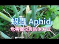 蚜蟲的危害與防治:青蔥/九層塔/辣椒/艾草