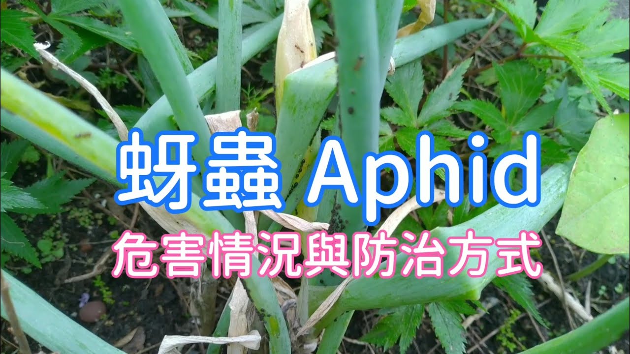 蚜蟲的危害與防治 青蔥 九層塔 辣椒 艾草 Youtube