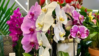 :  ղů #phalaenopsis      Pro. #