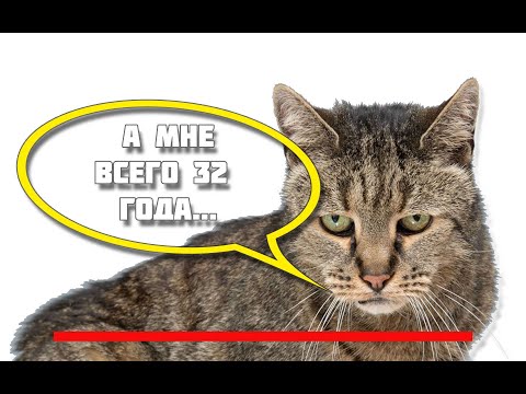 ТОП 14 котов долгожителей. 43 года, это не предел!