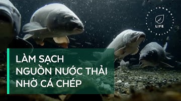 Làm sạch nguồn nước thải nhờ cá chép tại Nhật